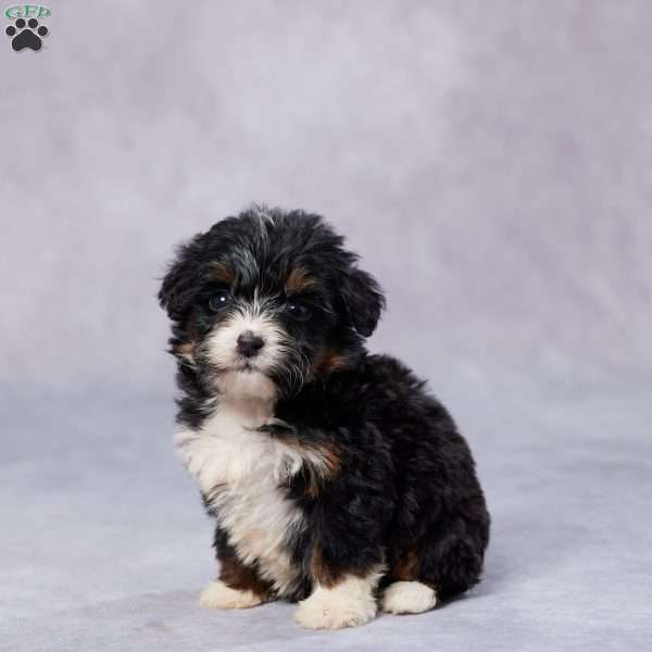 Bella, Mini Bernedoodle Puppy